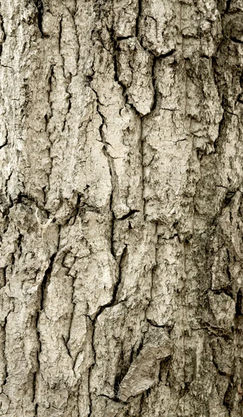 Old rough tree bark — Stock Photo, Image