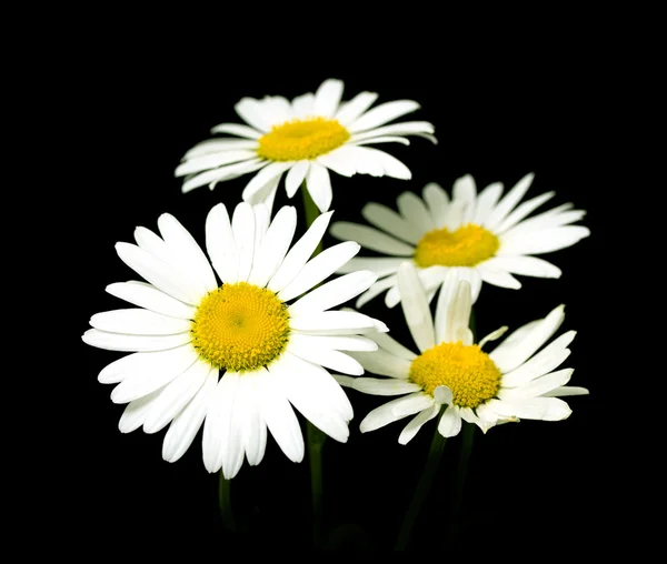 Witte margriet — Stockfoto