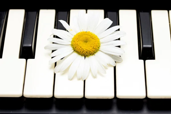 Flor de piano y manzanilla — Foto de Stock