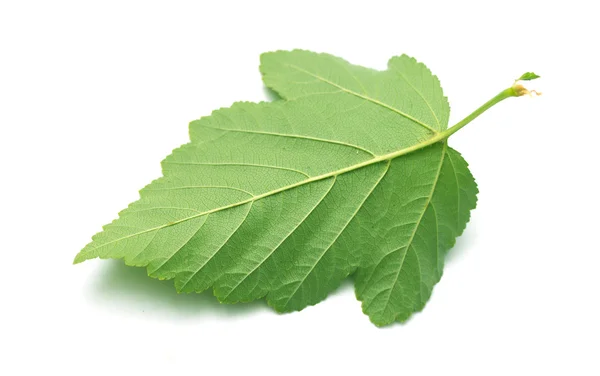 Green leaves — Stock Photo, Image