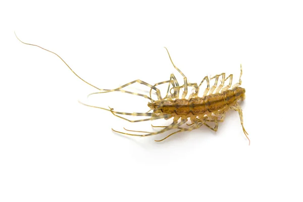 Roach — Stock Photo, Image