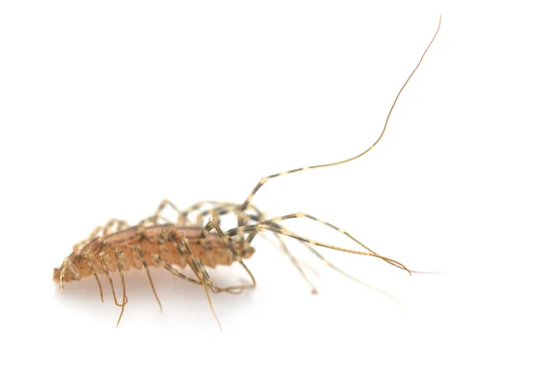 Roach — Stock Photo, Image