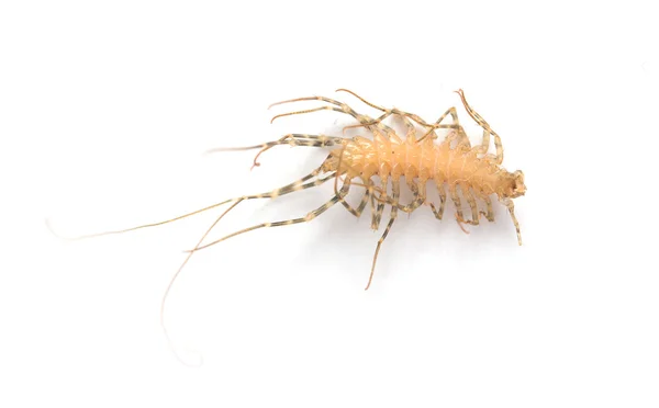 Roach — Stock Photo, Image