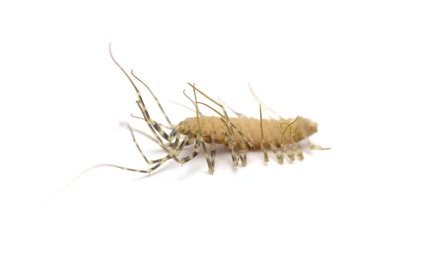 Roach — Stock Photo, Image