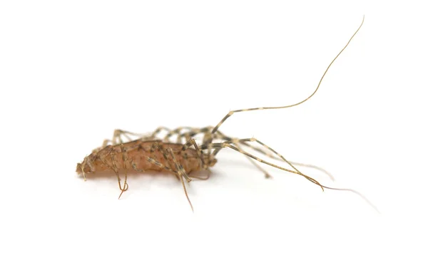 Roach — Stock Photo, Image