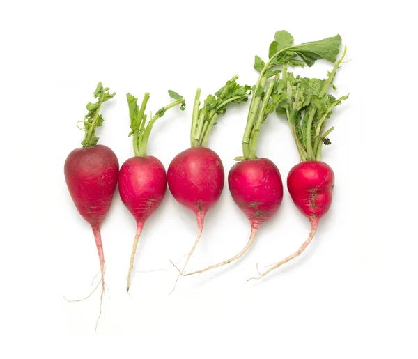 Garden radish — Stock Photo, Image