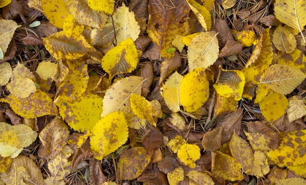 Autumn leaves — Stock Photo, Image