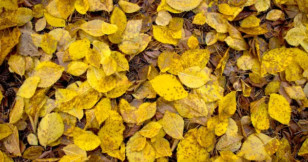 Herbstblätter — Stockfoto