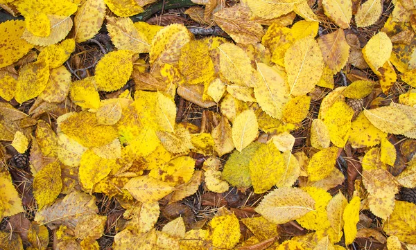 Autumn leaves — Stock Photo, Image