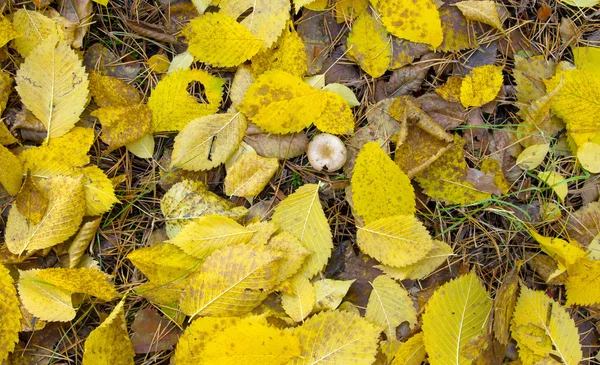 Herbstblätter — Stockfoto