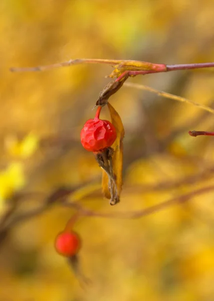 Red berries — Stock Photo, Image