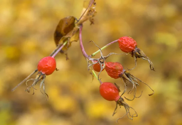 Rote Beeren — Stockfoto