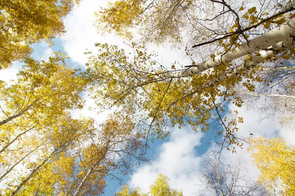 Nature — Stock Photo, Image