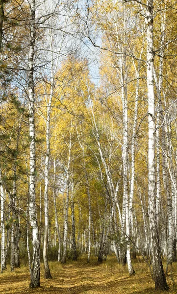 秋の森の風景 — ストック写真