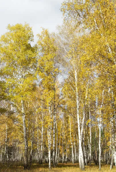 Paisagem florestal de outono — Fotografia de Stock