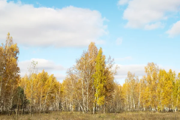 Herbstliche Waldlandschaft — Stockfoto