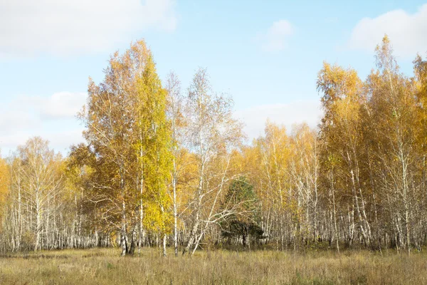 Podzimní Lesní krajina — Stock fotografie