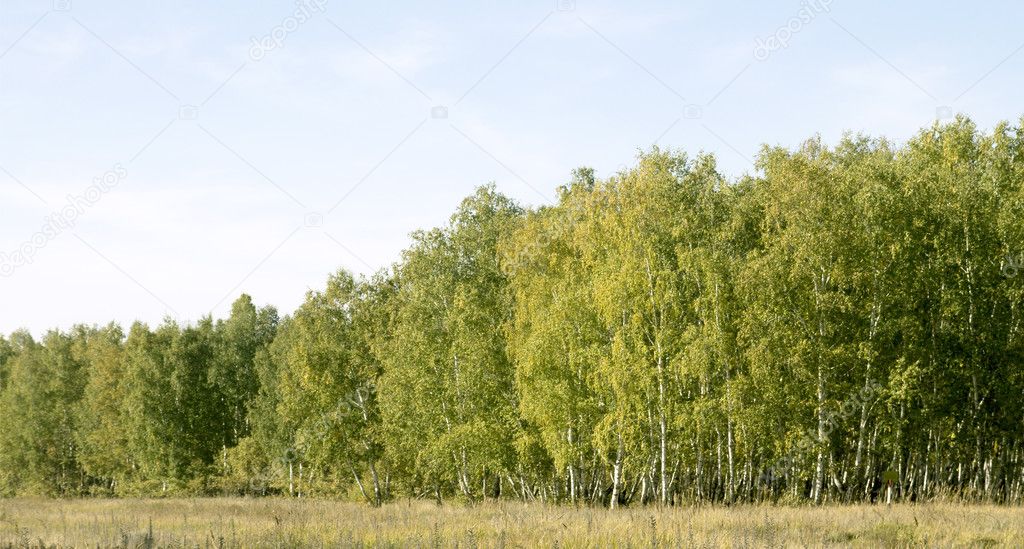 Birch forest landscape