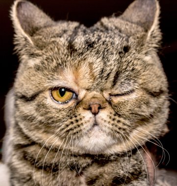 Bir kedinin portresi