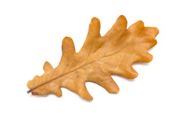 Sarı Meşe yaprağı