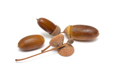 palamut