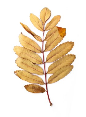 Üvez sonbahar yaprakları