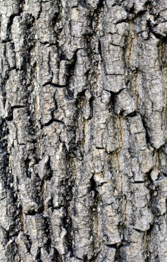 Ağaç kabuğu dokusu