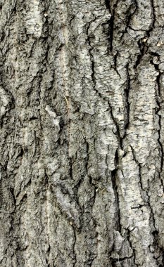 Ağaç kabuğu dokusu