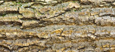 Ağaç kabuğu dokusu