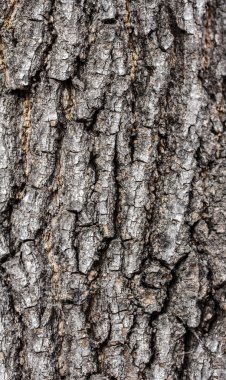 Ağaç kabuğu dokusu