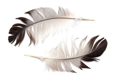 Bir kuşun tüyleri