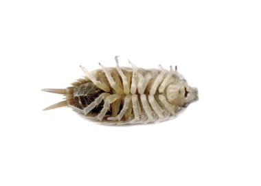 hap-böcek armadillidium vulgare türler
