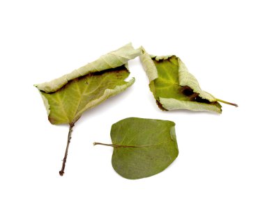 kuru yeşil yapraklar