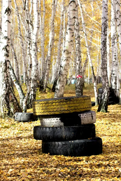 Automobile tyre in forest — Stock Photo, Image