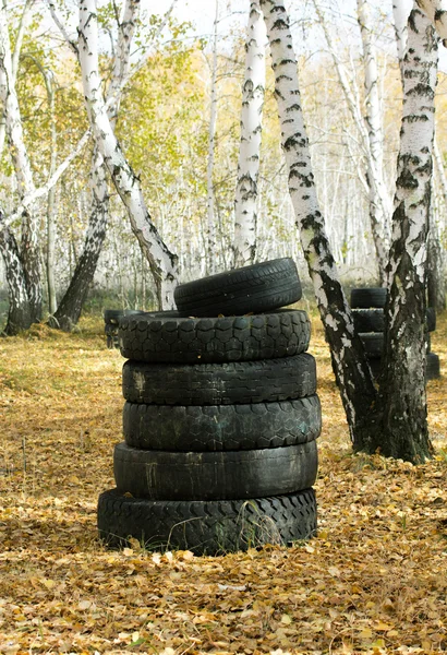 Automobile tyre in forest — Stock Photo, Image