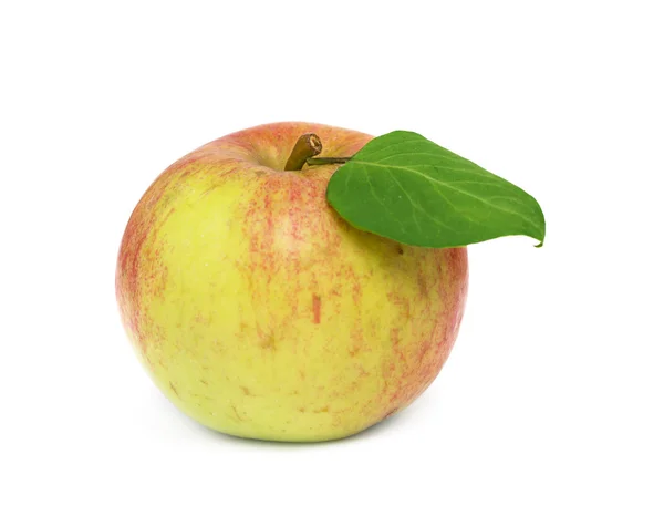 Aardappel — Stockfoto