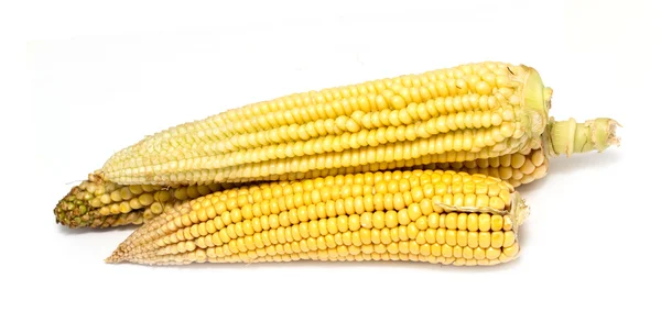 Corn cobs — Stock Photo, Image