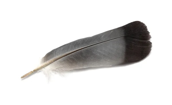 Bird feather — Stock Photo, Image