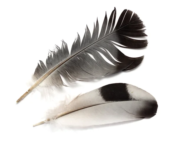 Bird feather — Stock Photo, Image