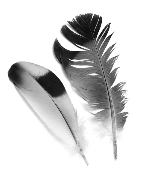 Bird feather — Stock Photo, Image