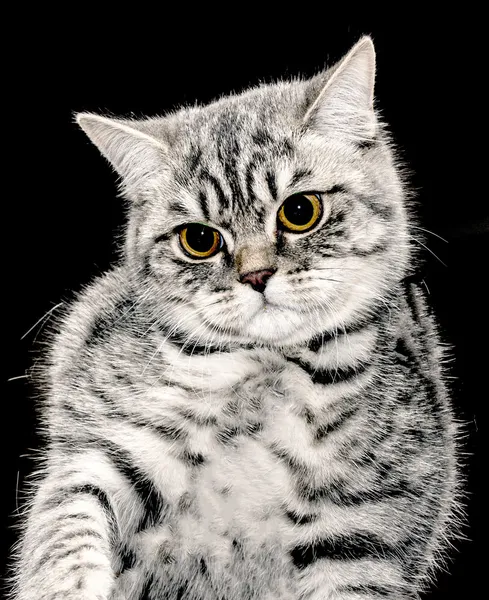 Portrait of a cat — Stock Photo, Image