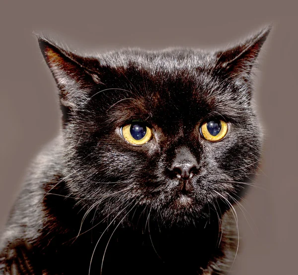 Portrait of a cat — Stock Photo, Image