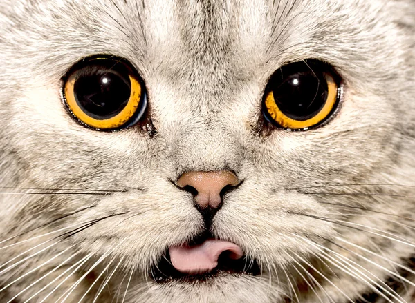 Portret kota — Zdjęcie stockowe