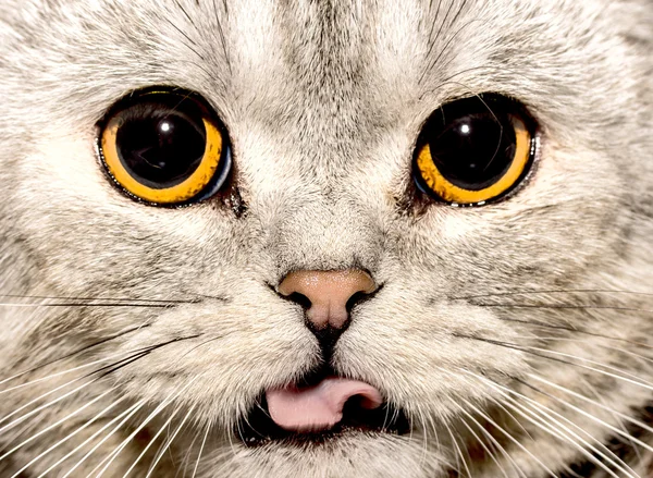 Portrait of a cat — Stock Photo, Image