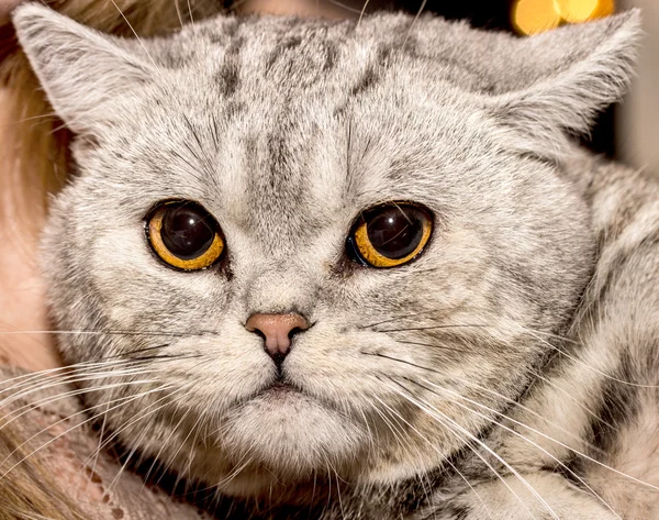 Retrato de um gato — Fotografia de Stock