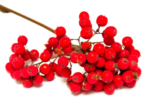 Bunch of red rowan — Stock Photo, Image