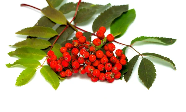 Bunch of red rowan — Stock Photo, Image