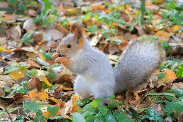 Eichhörnchen — Stockfoto