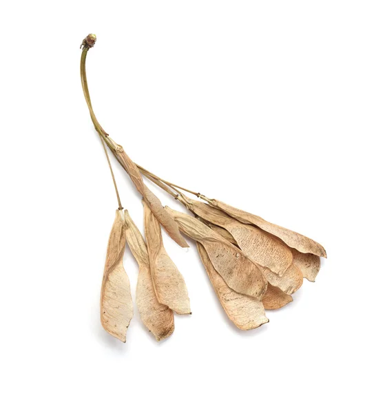 Dry seeds of maple — Stock Photo, Image