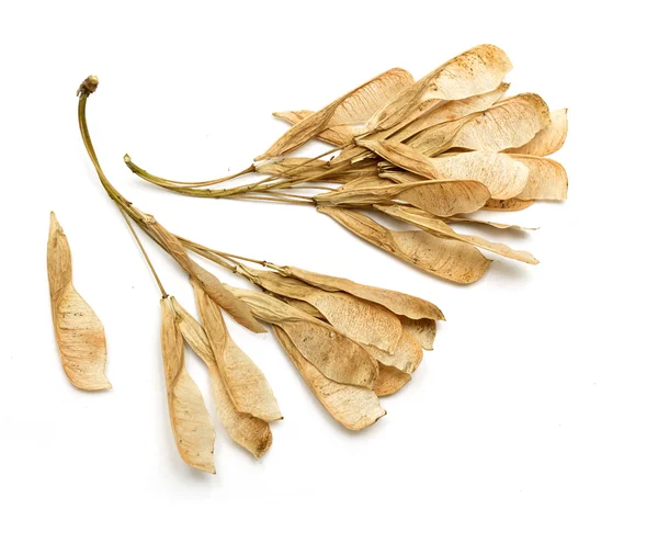 Сухе насіння клена — стокове фото